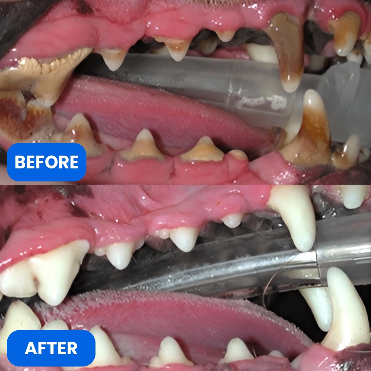 The No-Fuss Way To Keep Your Dog’s Teeth Cleaner